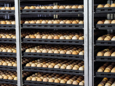Rows of black trays filled with brown eggs are stacked on metal racks, likely in an industrial incubator or egg storage facility. The eggs are neatly arranged in uniform rows.