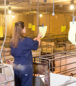 A woman in a navy jumpsuit stands in an indoor livestock facility, attaching a yellow paper to a wire above animal pens. Several similar papers are visible throughout the room, and the area is brightly lit.