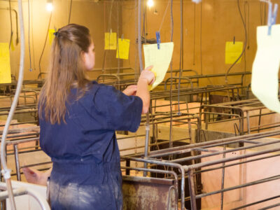 A woman in a navy jumpsuit stands in an indoor livestock facility, attaching a yellow paper to a wire above animal pens. Several similar papers are visible throughout the room, and the area is brightly lit.