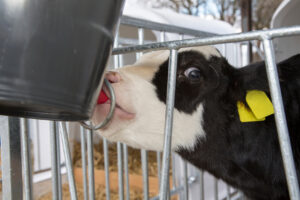 A close-up of a black and white calf with a yellow ear tag drinking milk from a bottle attached to a metal gate inside a pen with straw bedding in the background.