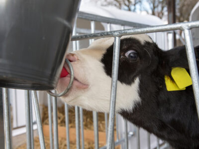 A close-up of a black and white calf with a yellow ear tag drinking milk from a bottle attached to a metal gate inside a pen with straw bedding in the background.