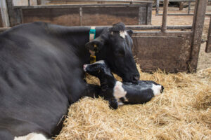 A black and white cow lies on straw next to her newborn calf, which is wet from birth, inside a barn. The cow nuzzles the calf affectionately as they rest together.