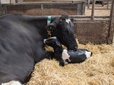 A black and white cow lies on straw next to her newborn calf, which is wet from birth, inside a barn. The cow nuzzles the calf affectionately as they rest together.