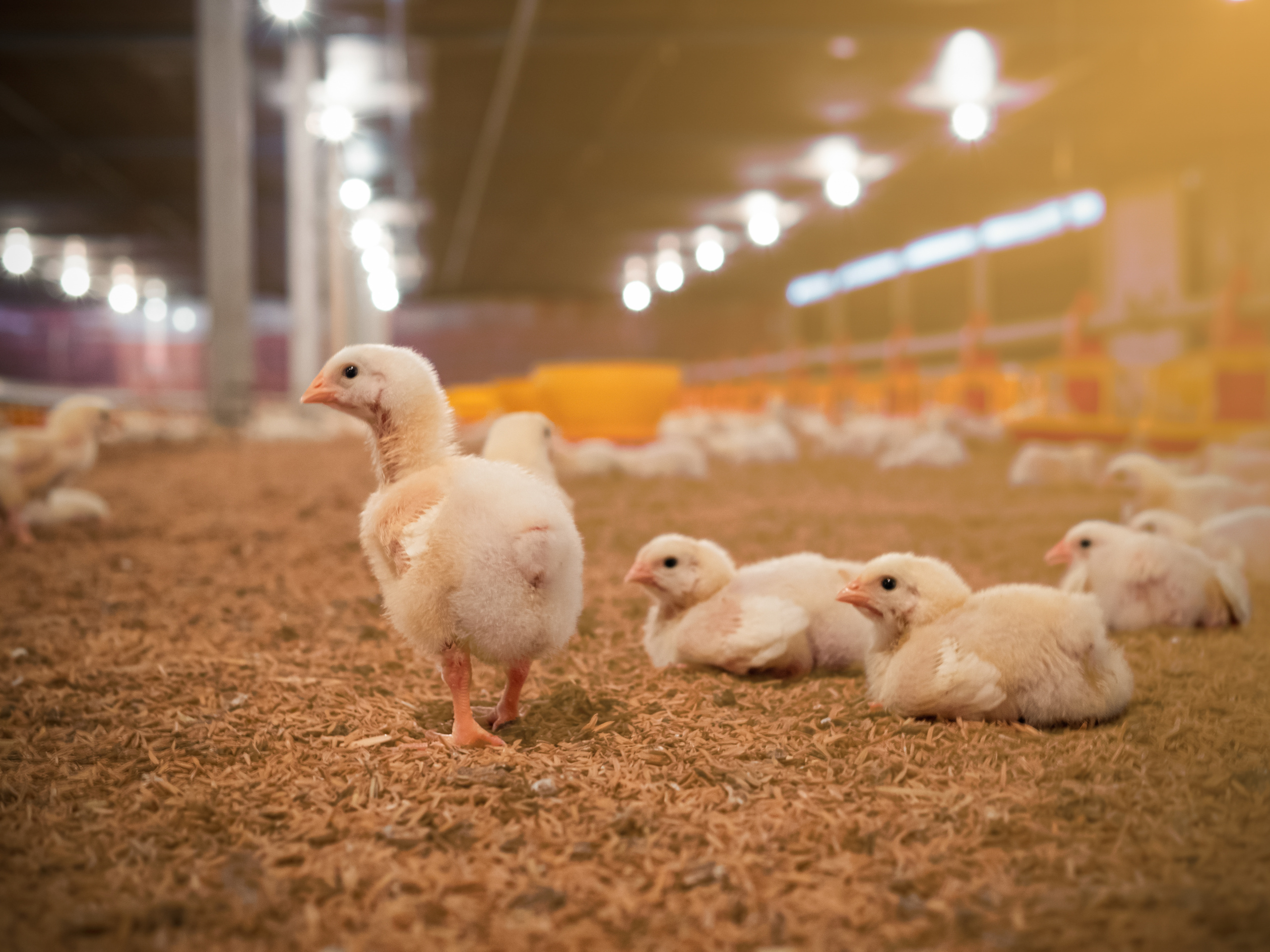 Several yellow and white chicks stand and rest on the floor of a brightly lit indoor poultry farm, with blurred lights and more chicks in the background.