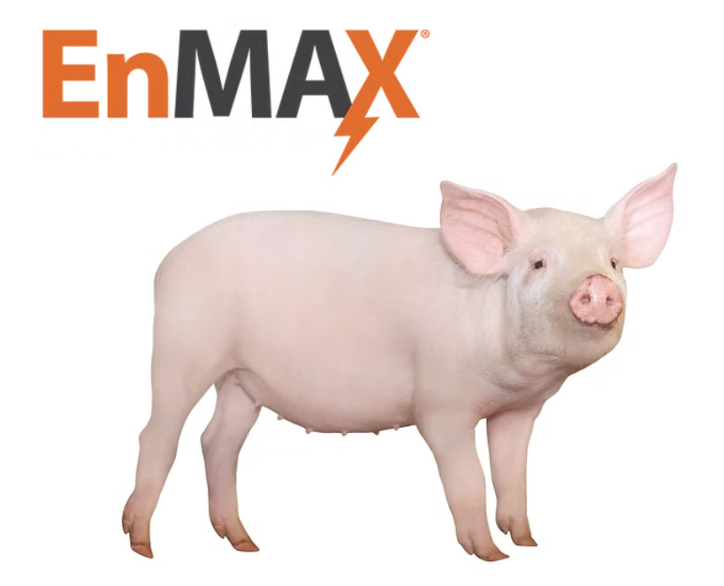 A pink pig stands facing forward with the Enmax logo, which includes the word "EnMAX" and a lightning bolt, positioned above its back on a white background.