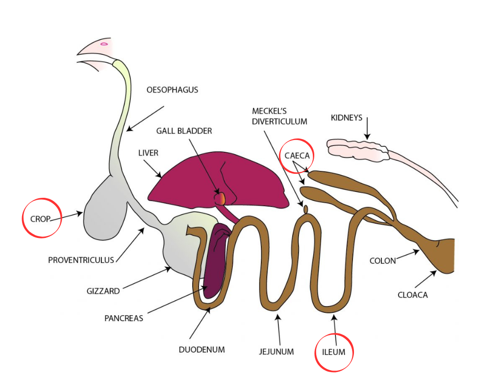 graphic explaining early gut health development in poultry and chickens, particularly the crop, caeca and ileum