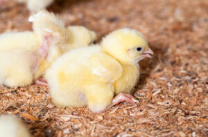 A fluffy yellow chick sits on wood shavings, with another chick slightly out of focus in the background. The scene suggests a warm, indoor environment, likely in a hatchery or farm setting.