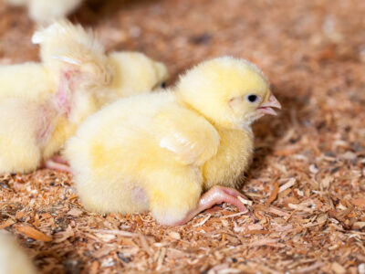 A fluffy yellow chick sits on wood shavings, with another chick slightly out of focus in the background. The scene suggests a warm, indoor environment, likely in a hatchery or farm setting.