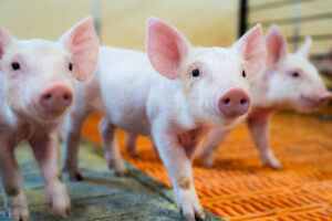 Three curious pink piglets stand on an orange slatted floor inside a pen, looking toward the camera with ears perked up. The background is slightly blurred, emphasizing the piglets in the foreground.