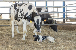 A black-and-white cow stands protectively over a newborn calf lying on straw inside a barn with metal fencing; another cow is visible in the background.