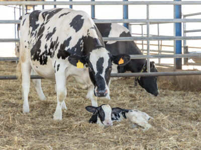 A black-and-white cow stands protectively over a newborn calf lying on straw inside a barn with metal fencing; another cow is visible in the background.