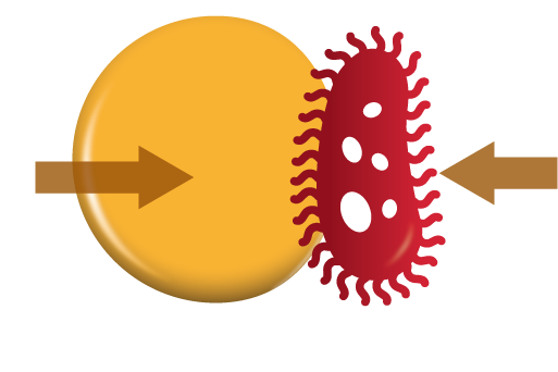 Illustration of a yellow circle and a red bacterium shape facing each other with brown arrows pointing toward them, symbolizing interaction or confrontation between two entities.