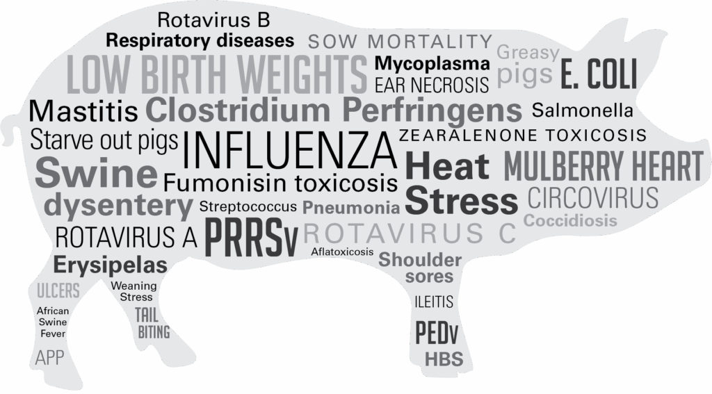 A silhouette of a pig filled with various words and phrases representing swine diseases and health issues, such as "INFLUENZA," "Stress," "E. COLI," "Mastitis," and "Respiratory diseases.