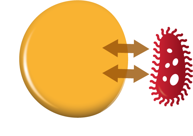 Illustration of a large yellow cell facing a red bacterium, with two brown arrows pointing from the cell toward the bacterium, indicating interaction or response.