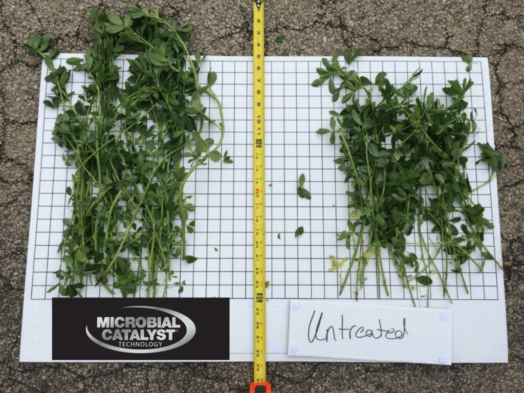 Two groups of green plants are displayed on a grid board, separated by a yellow measuring tape. The left group is taller and fuller. A sign reads "Untreated" under the right group. Logo: "Microbial Catalyst Technology.