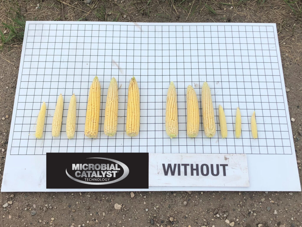 Two rows of corn ears displayed on a grid board outdoors. The left row, labeled "MICROBIAL CATALYST TECHNOLOGY," has larger and fuller corn compared to the right row, labeled "WITHOUT," which shows smaller and less developed ears.