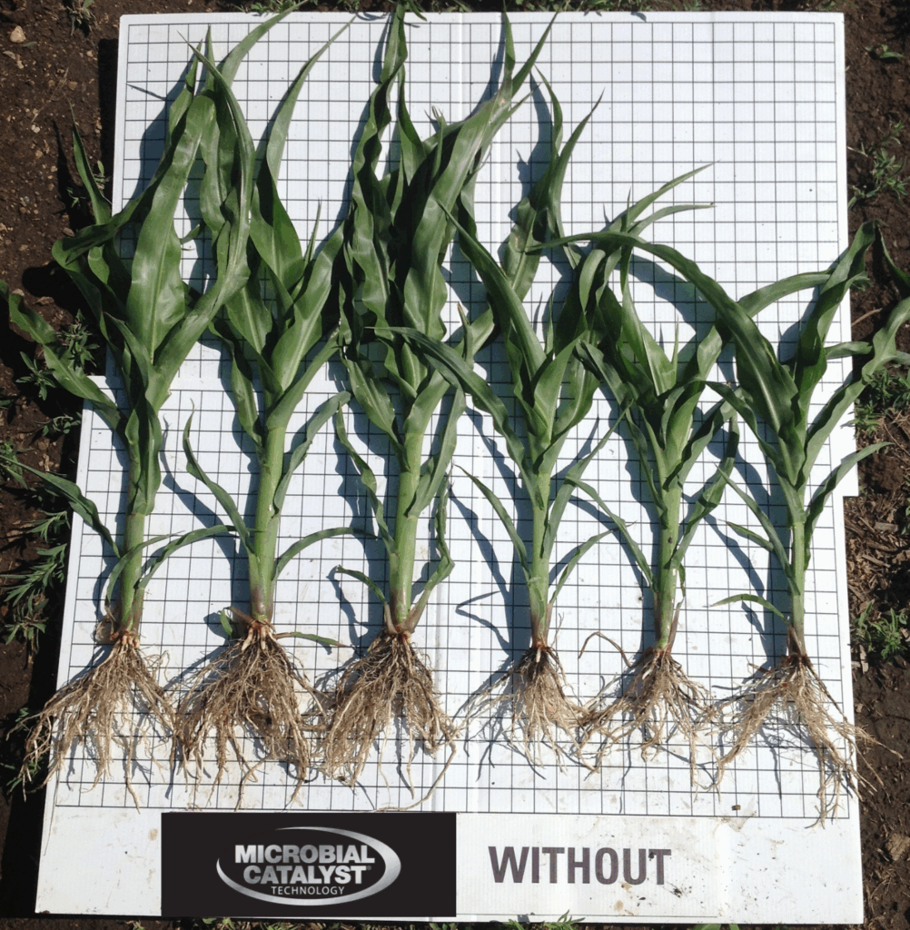 Five corn plants with well-developed roots labeled “MICROBIAL CATALYST TECHNOLOGY” are shown next to five smaller corn plants with less developed roots labeled “WITHOUT,” on a grid background for comparison.