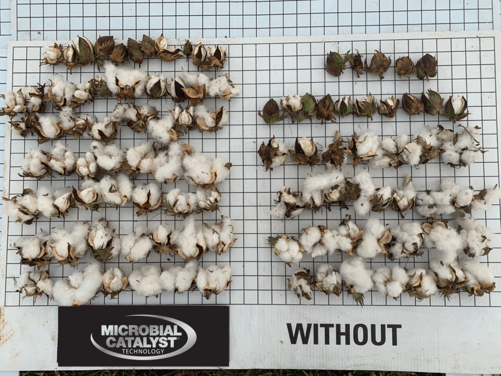Cotton bolls are displayed in two sections on a grid: the left side labeled "MICROBIAL CATALYST" shows larger, fuller cotton bolls, while the right side labeled "WITHOUT" shows fewer, smaller, underdeveloped bolls.