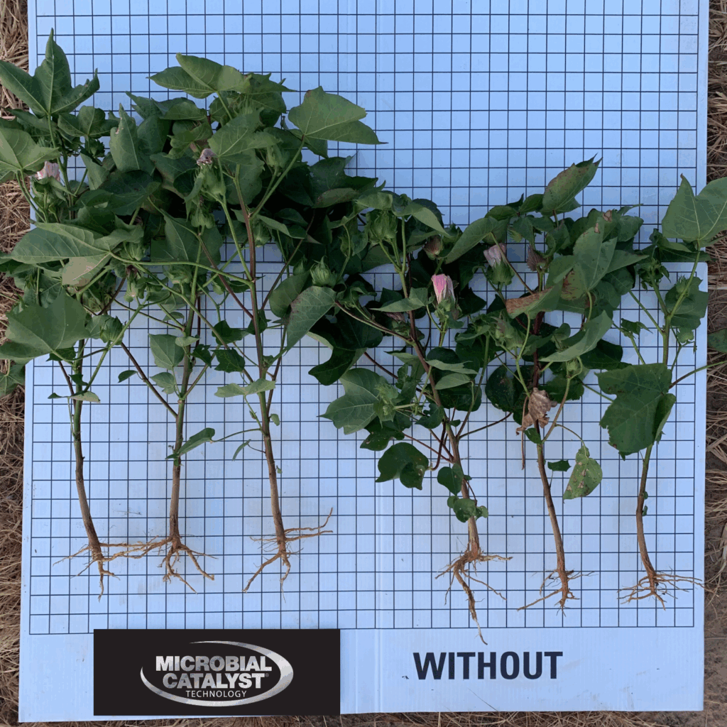 Six green cotton plants with visible roots are laid out on a grid background labeled “WITHOUT” and “MICROBIAL CATALYST Technology.” The plants appear less robust, with varying stem heights and some smaller roots.