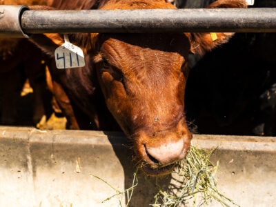 A brown cow with a numbered ear tag eats hay from a trough in a feedlot, surrounded by other cattle on a sunny day.