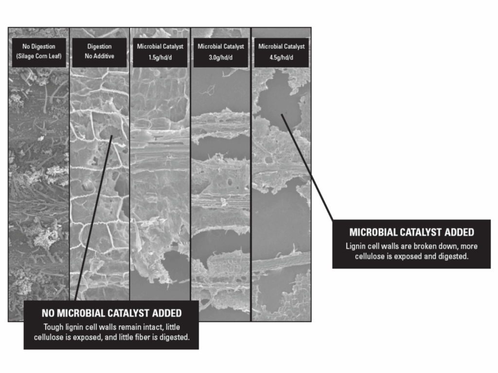 Four microscopic images of silage corn leaf show increasing breakdown of lignin as microbial catalyst dosage increases. The first image shows intact fibers; later images reveal more exposed and digested cellulose.