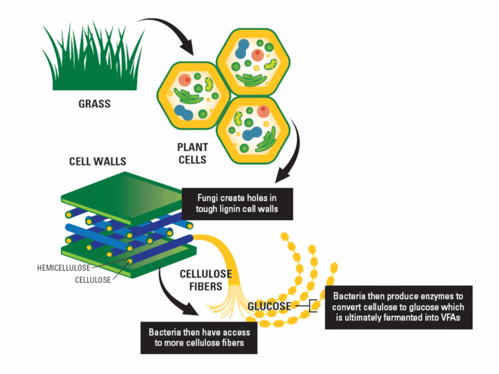 Diagram showing grass turning into plant cells with cell walls. Fungi create holes in these walls, exposing cellulose fibers. Bacteria then access the fibers, convert cellulose to glucose, which is fermented into VFAs.