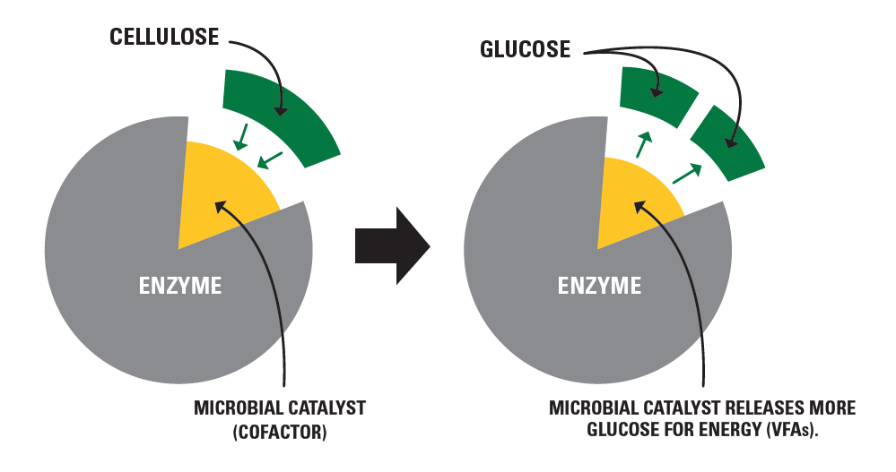 Diagram showing two enzyme-catalyst processes: Left, an enzyme with a microbial catalyst breaks down cellulose. Right, the enzyme with catalyst releases more glucose for energy (VFAs), highlighting enhanced glucose release.