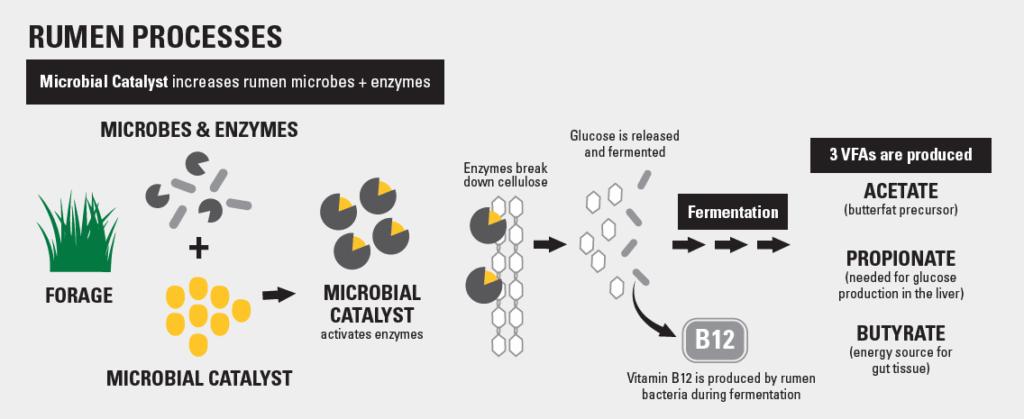 Flowchart showing rumen processes: Forage feeds microbes and enzymes; a microbial catalyst activates enzymes, breaking down cellulose. Glucose is released, fermented, and creates B12 and three VFAs: acetate, propionate, and butyrate.