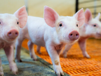 Three pink piglets stand on an orange slatted floor inside a pen, looking curiously toward the camera. The background is slightly blurred, focusing attention on the piglets' faces and ears.