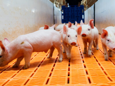 Several pink piglets stand and walk on an orange slatted plastic floor inside a well-lit, indoor enclosure. Some piglets face forward, while one sniffs the ground. The walls are white and the background is blurred.