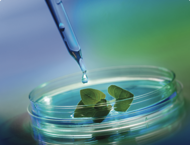A dropper dropping a drop of liquid into a petri dish.