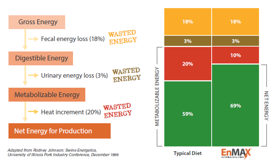 A diagram showing energy loss in animal diets: Gross energy is reduced by fecal, urinary, and heat losses, leaving net energy. A chart compares typical and optimized diets for metabolizable and net energy.