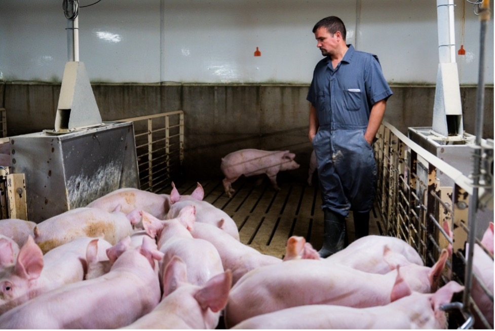 A man in coveralls and rubber boots stands inside a pig pen, observing a group of pigs in a barn with slatted floors and feeding equipment.