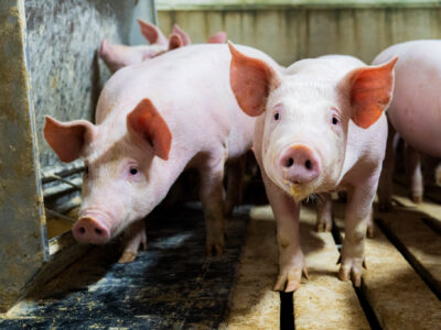 Two pink piglets stand on a slatted floor inside a pen, with more piglets visible in the background. One piglet looks directly at the camera while the other faces slightly to the left.