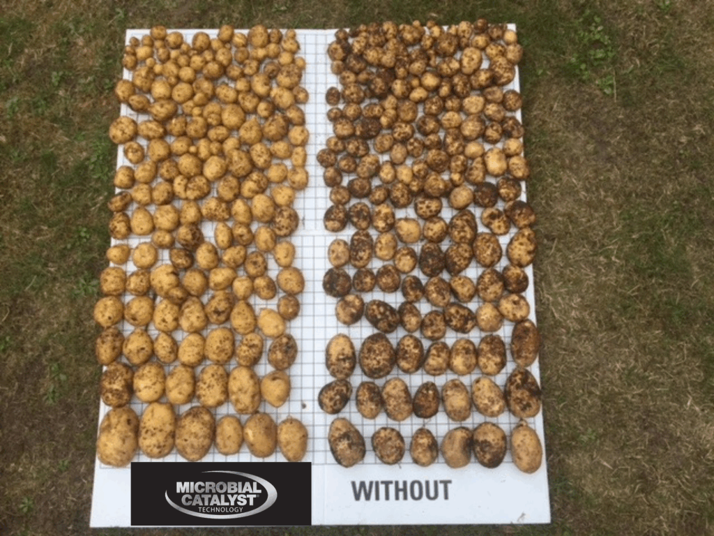 A grid shows two groups of harvested potatoes: the left side, labeled "MICROBIAL CATALYST TECHNOLOGY," has larger and more potatoes, while the right side, labeled "WITHOUT," has fewer and smaller potatoes.