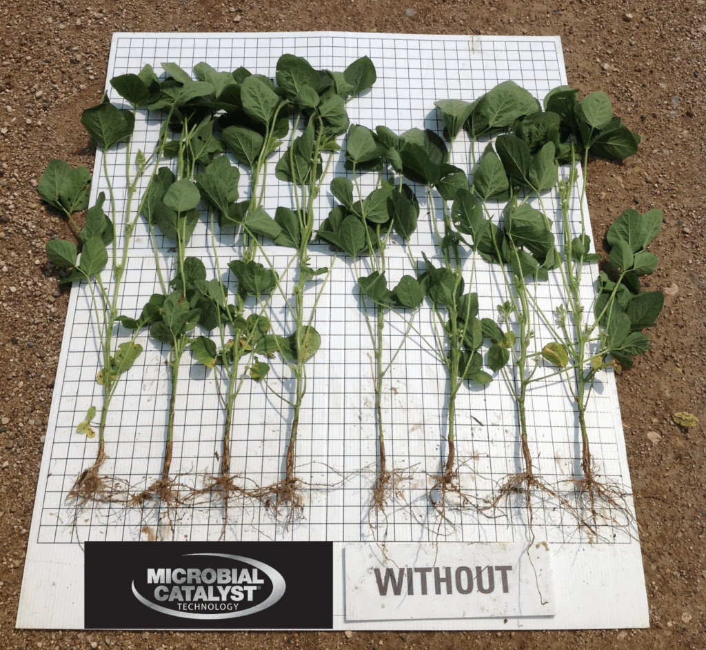 Several uprooted plants are arranged on a grid. The left group, labeled "MICROBIAL CATALYST TECHNOLOGY," appears healthier and taller than the right group, labeled "WITHOUT," which looks shorter and less robust.