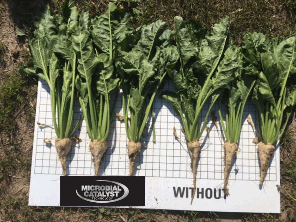 Six sugar beets with green leaves are laid out on a grid board labeled "WITHOUT" and "MICROBIAL CATALYST TECHNOLOGY," showing root size and shape for comparison. The beets are displayed outdoors on grass.