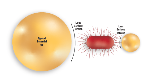 Diagram showing a large essential oil droplet with high surface tension, a bacterium, and a smaller droplet labeled “less surface tension,” illustrating the effect of surface tension on droplet size.