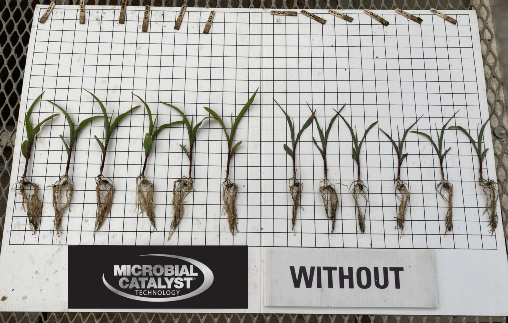 Corn seedlings with roots are arranged on a grid board. The left side, labeled "MICROBIAL CATALYST TECHNOLOGY," shows larger, healthier plants; the right side, labeled "WITHOUT," shows smaller, less developed plants.