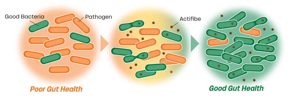 Three diagrams showing gut health: poor gut health with few good bacteria and more pathogens, transition with Actifibe added, and good gut health with many good bacteria and fewer pathogens.