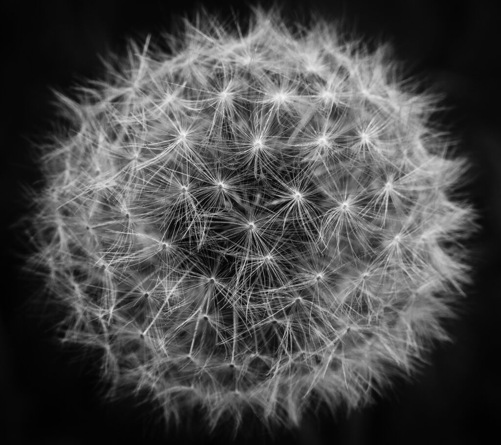 Close-up black and white photo of a dandelion seed head, showing intricate, delicate seeds radiating from the center against a dark background.