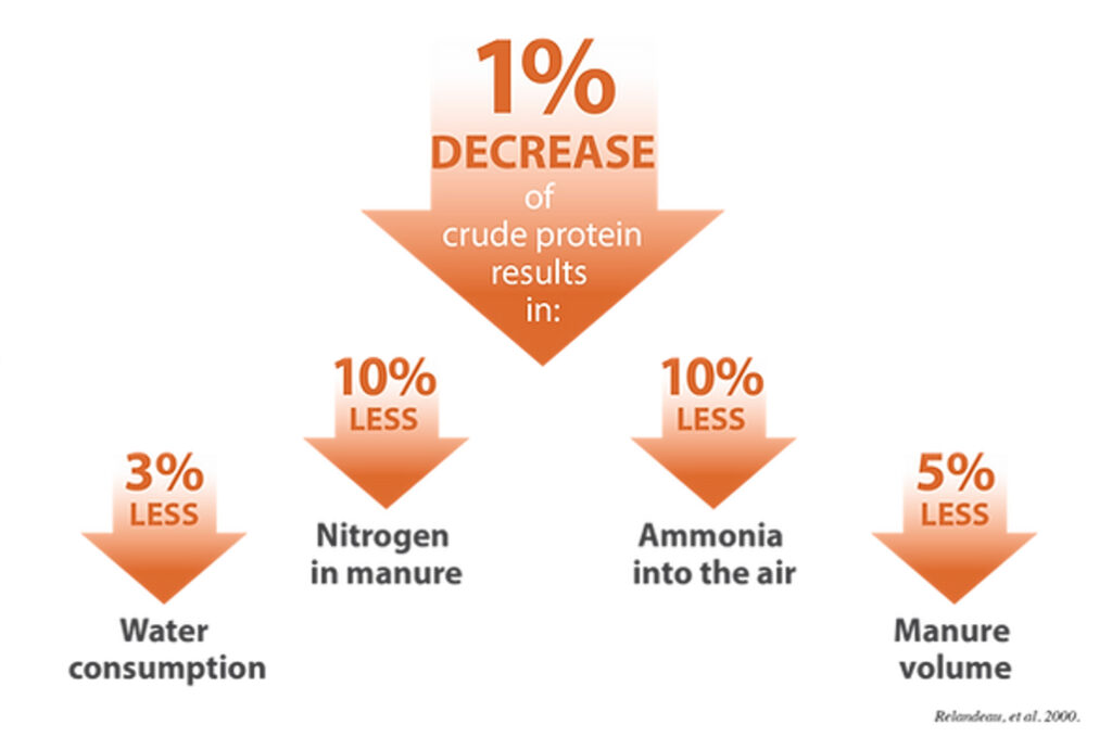 Infographic showing that a 1% decrease in crude protein leads to 3% less water consumption, 10% less nitrogen in manure, 10% less ammonia released, and 5% less manure volume.