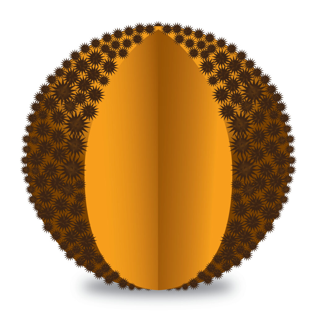 A digital illustration of a salak (snake fruit) with a shiny, golden-brown peel and a textured, spiky pattern covering its surface. The fruit is shown upright with a subtle shadow below.
