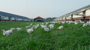 Chickens roam freely on green grass between two large barn-like poultry houses under a clear sky, with a red building visible in the background.