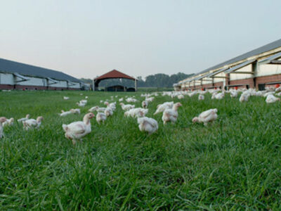 Chickens roam freely on green grass between two large barn-like poultry houses under a clear sky, with a red building visible in the background.