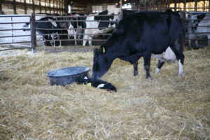 A black and white cow stands in a straw-covered barn, nuzzling a newborn calf lying on the ground near a water trough, with other cows visible behind a metal fence in the background.