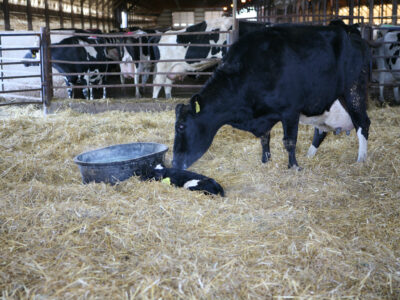 A black and white cow stands in a straw-covered barn, nuzzling a newborn calf lying on the ground near a water trough, with other cows visible behind a metal fence in the background.