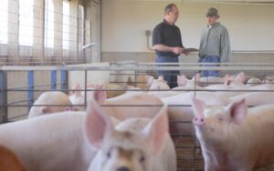 Two men stand talking inside a barn or pig pen, holding a clipboard, surrounded by several pink pigs in the foreground. Sunlight enters through windows, illuminating the indoor farming setting.