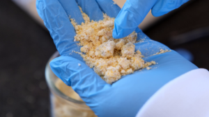 A person wearing blue gloves holds a handful of crumbly, yellowish powder, possibly a food or chemical substance, over a glass container.