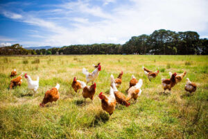 A group of brown and white chickens roam freely on a grassy field under a blue sky with scattered clouds, with a line of trees in the background.